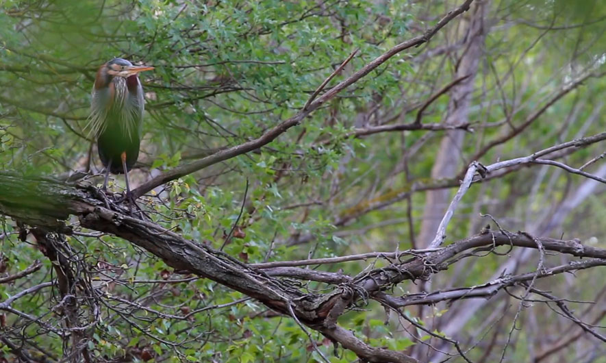CAMINOS VERDES DE LA RIBERA ALTA